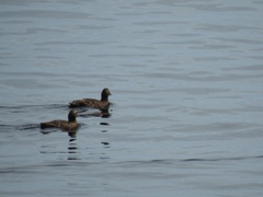 Somateria mollissima