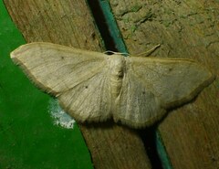 Idaea straminata