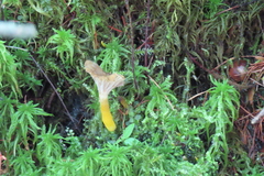 Craterellus tubaeformis