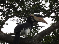 Anthracoceros coronatus