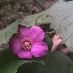 Rubus odoratus