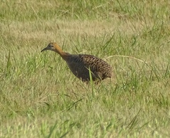 Rhynchotus rufescens