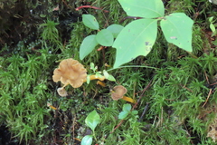 Craterellus tubaeformis