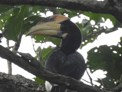 Anthracoceros coronatus
