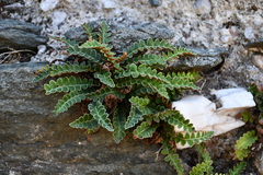 Asplenium ceterach
