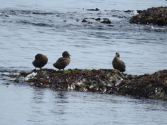 Somateria mollissima