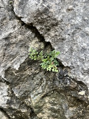 Asplenium ruta-muraria