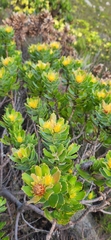 Leucospermum oleifolium