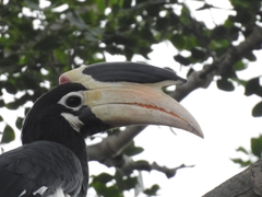 Anthracoceros coronatus