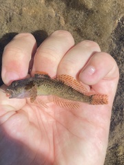 Cottus beldingii