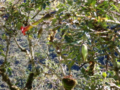 Brugmansia sanguinea