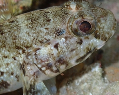 Gobius paganellus