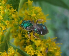 Augochloropsis metallica