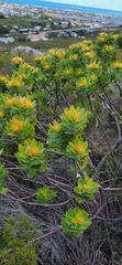 Leucospermum oleifolium
