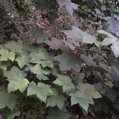 Rubus odoratus
