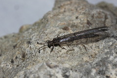 Neuroleon distichus