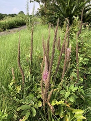 Uraria crinita