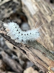 Lophocampa caryae