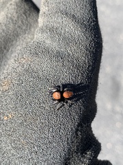 Phidippus apacheanus