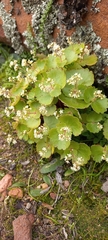 Crassula umbella
