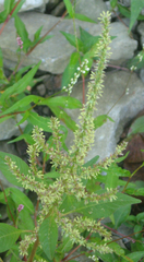 Amaranthus tuberculatus