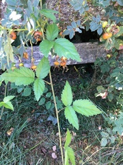 Rubus ursinus