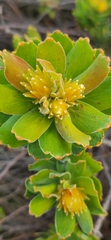 Leucospermum oleifolium