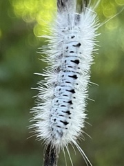 Lophocampa caryae