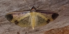 Eulepte concordalis