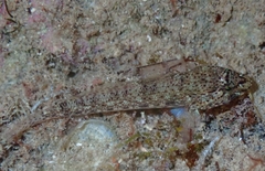 Gobius incognitus