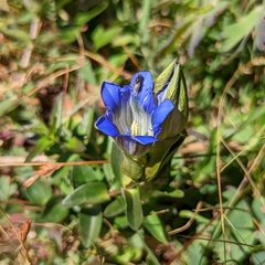 Gentiana parryi