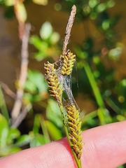 Carex kelloggii