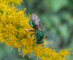 Augochloropsis metallica