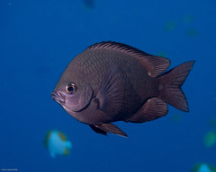 Chromis verater