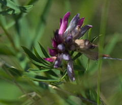 Trifolium lupinaster