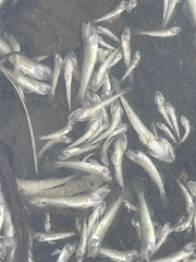 Acanthogobius flavimanus