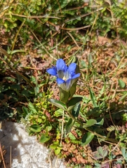 Gentiana parryi