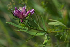 Trifolium lupinaster