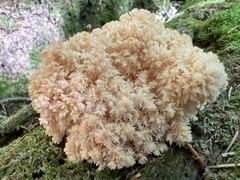 Hericium coralloides