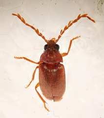 Ptilodactyla serricollis