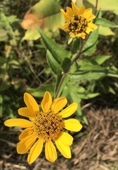 Heliopsis helianthoides