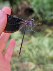 Calopteryx haemorrhoidalis