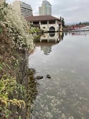 Acanthogobius flavimanus