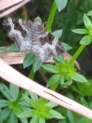 Epirrhoe alternata
