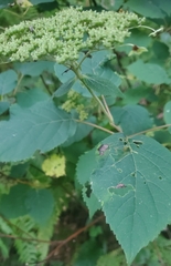 Hydrangea arborescens