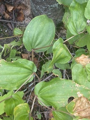 Prosartes trachycarpa