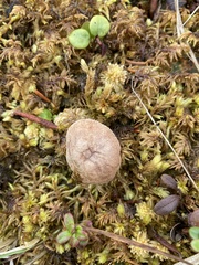 Cystoderma