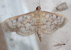 Herpetogramma