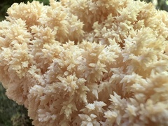 Hericium coralloides