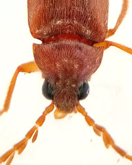 Ptilodactyla serricollis